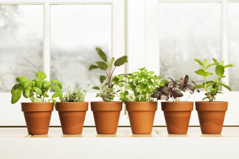 Controlling Humidity in Your Home. A potted herb garden by the kitchen window.