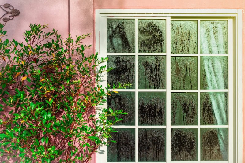 Don't Let Your Home Sweat It Out: A Florida Guide to Humidity Control. Glass door with condensation and a tree