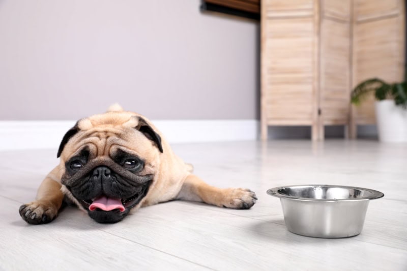 Why You Need Whole-House Humidity Control. Cute pug dog suffering from heat stroke near bowl of water on floor at home.